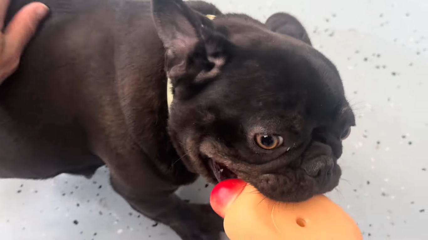 Coco img